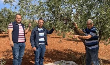 Zeytin zararları konusunda kontroller sürüyor 