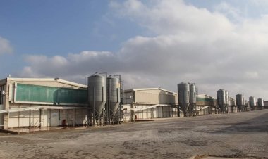 Nizip’te kurulan modern tesiste yumurta üreteliyor