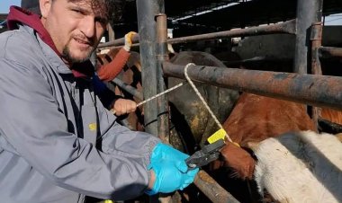 Büyük Baş Hayvanlara Kulak Küpesi 