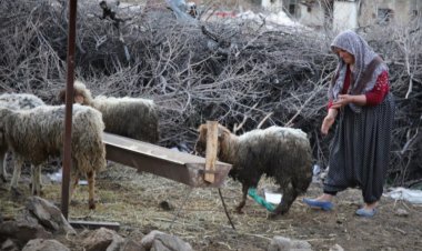 Nurdağı'nda 605 saat sonra 5 koyun sağ çıkarıldı