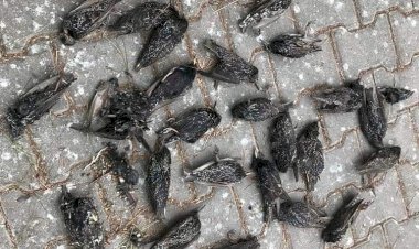 Nizip'te Sığırcık Kuşların esrarengiz ölümü