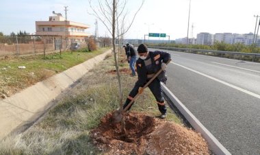 Nizip’te ağaçlandırma çalışmaları