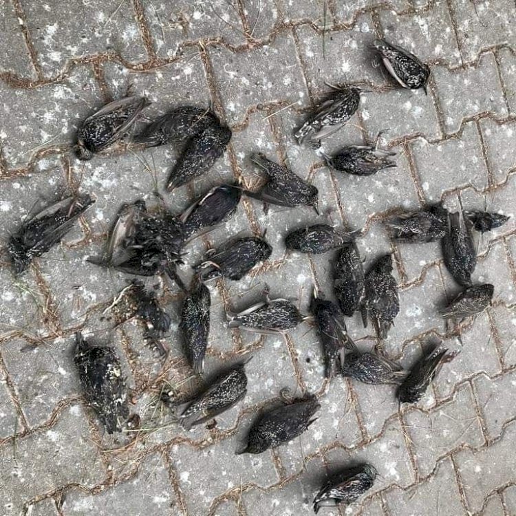 Nizip'te Sığırcık Kuşların esrarengiz ölümü 