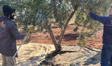 Nizip'te zeytin hasadı 