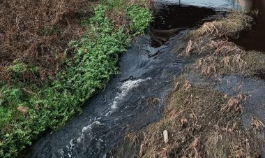 Nizip’te doğa katliamı 
