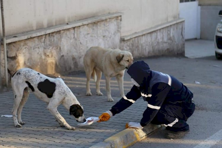 Nizip Belediyesi Sokak hayvanlarını unutmuyor